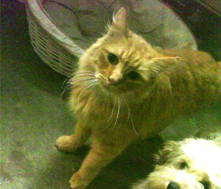 女足世界杯,巾帼不让须眉的竞技盛宴,女足世界杯赛事