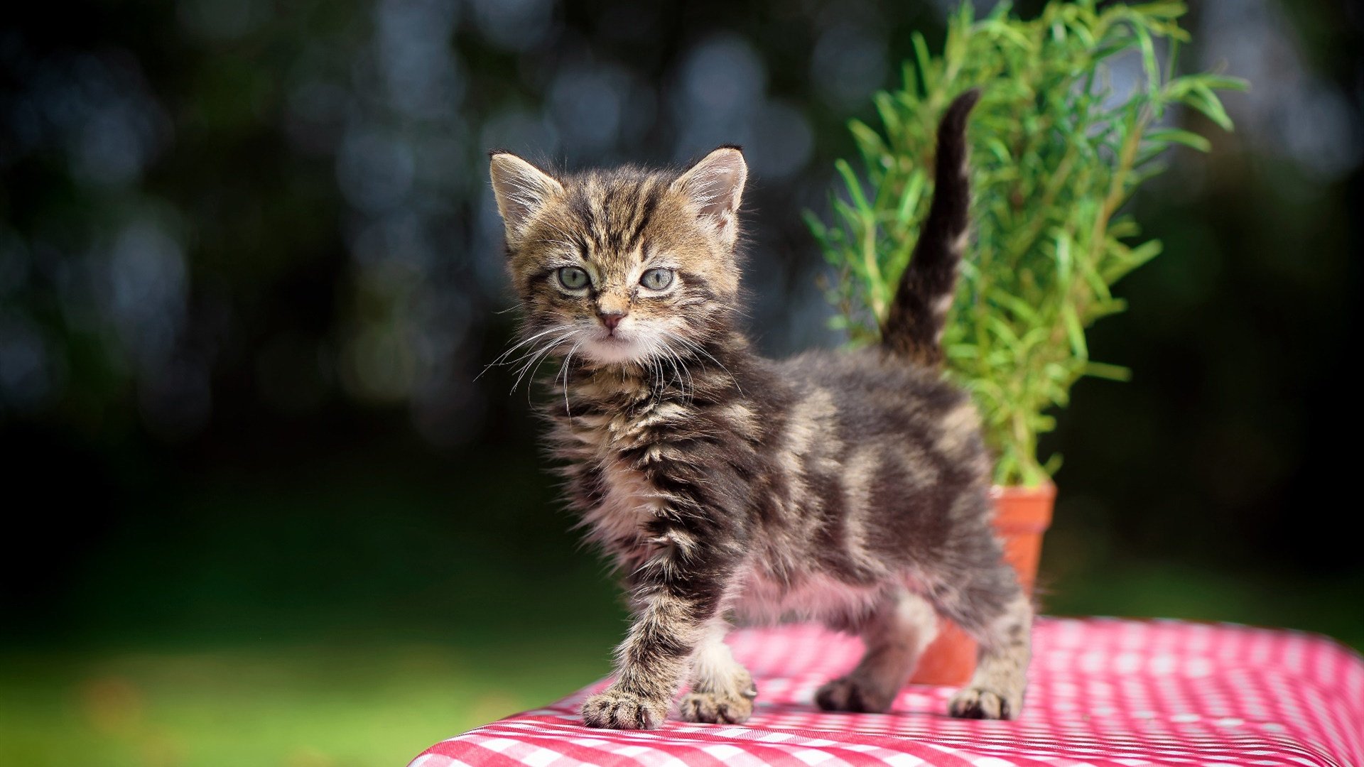 T1选手转会市场动态,t1 比赛