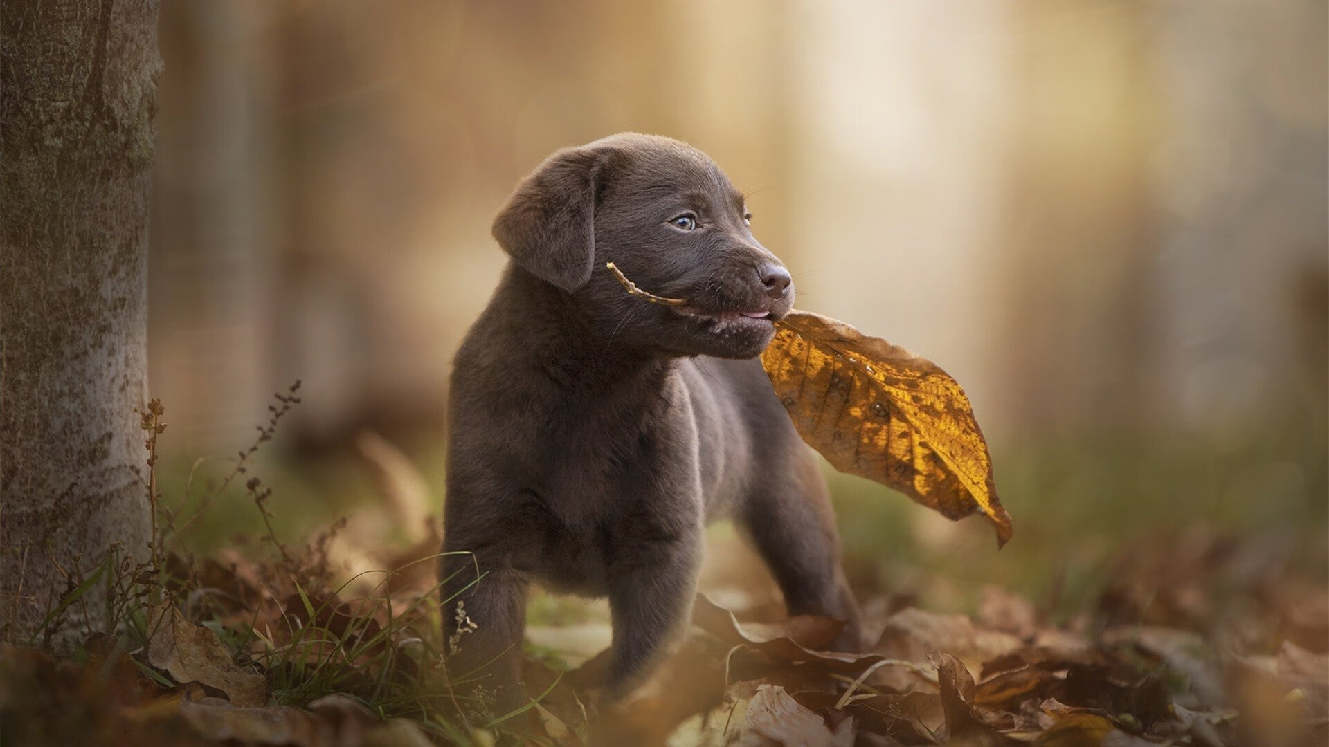 华体会官方网站首页-佩纳罗尔球员伤病名单更新，佩纳罗竞技