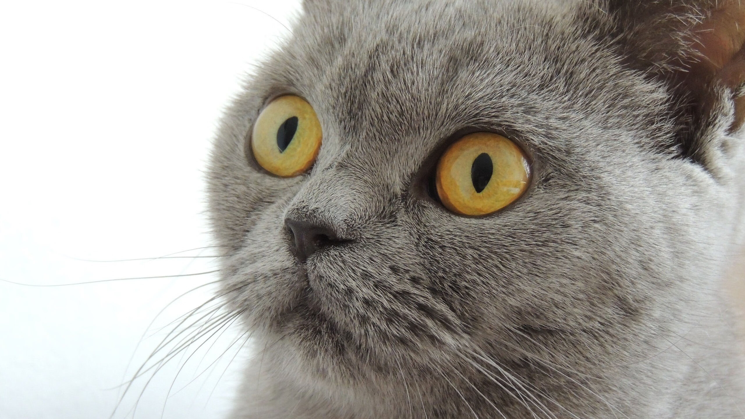 华体会hth平台-利物浦在欧冠小组赛中全胜晋级，利物浦欧冠比赛