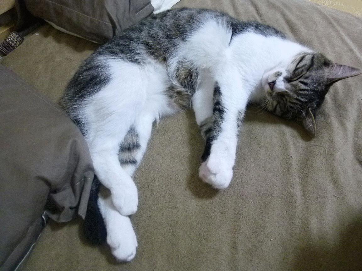 沃尔夫斯堡主场遭遇大败,危险走势,沃尔夫斯堡夺冠主力