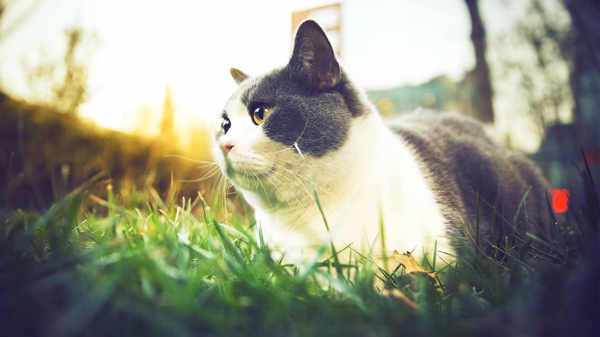 法国女足签下新星前锋,法国女足队员名单