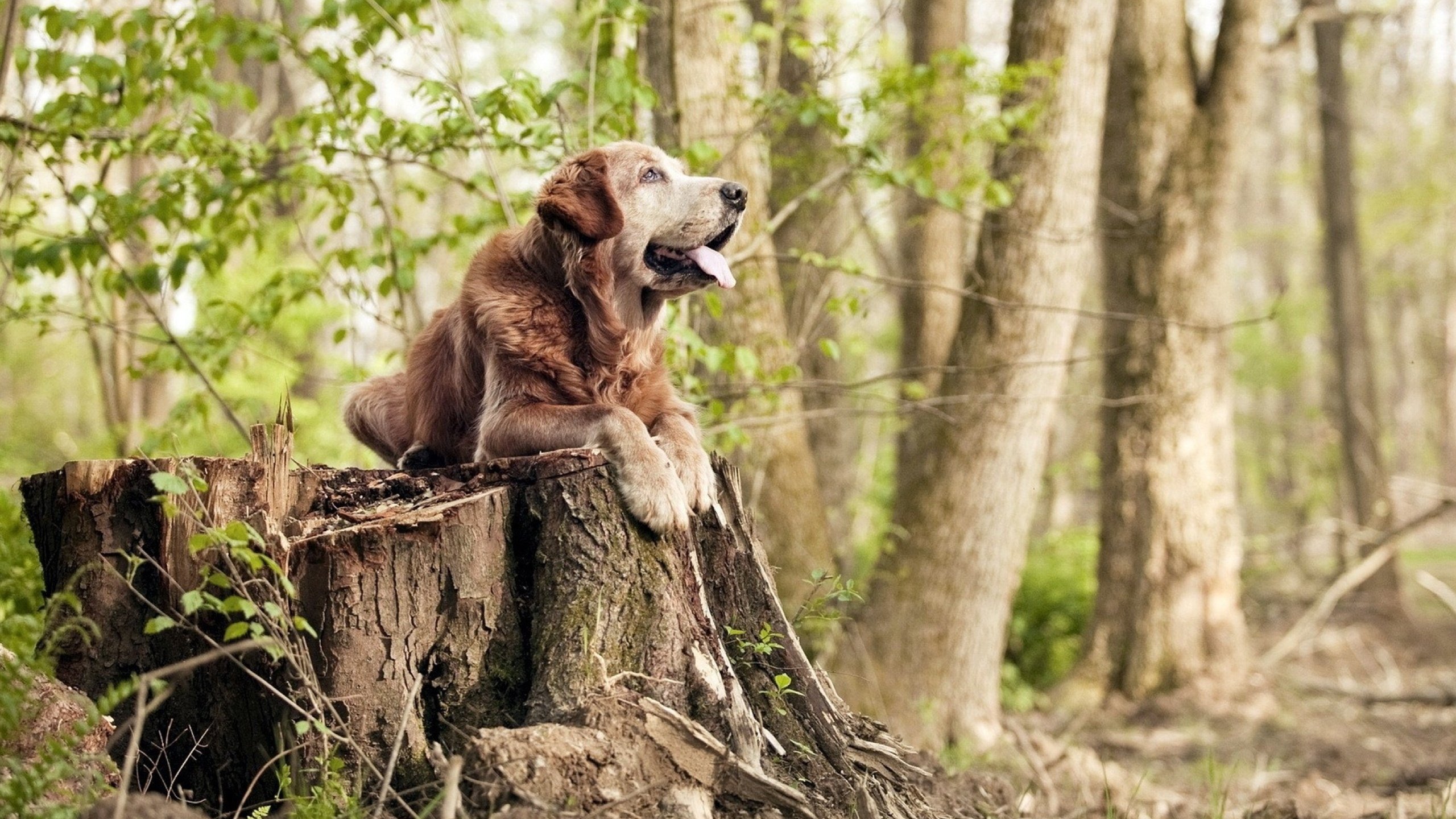 法国队在欧洲杯中创下单场最大胜利纪录,法国队欧洲杯预选赛成绩
