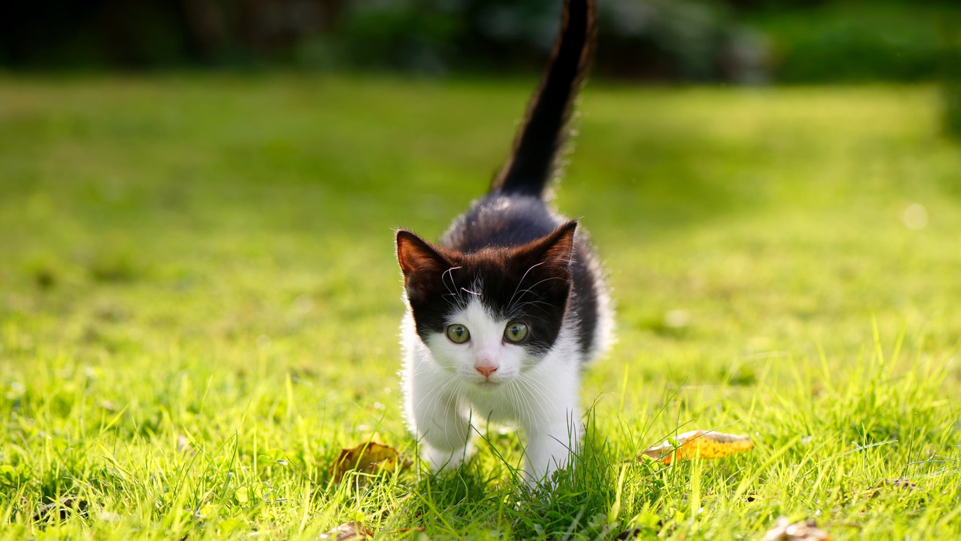 华体会hth官方网站登录-葡萄牙体育年轻球员入选国家队，葡萄牙体育年轻球员入选国家队名单