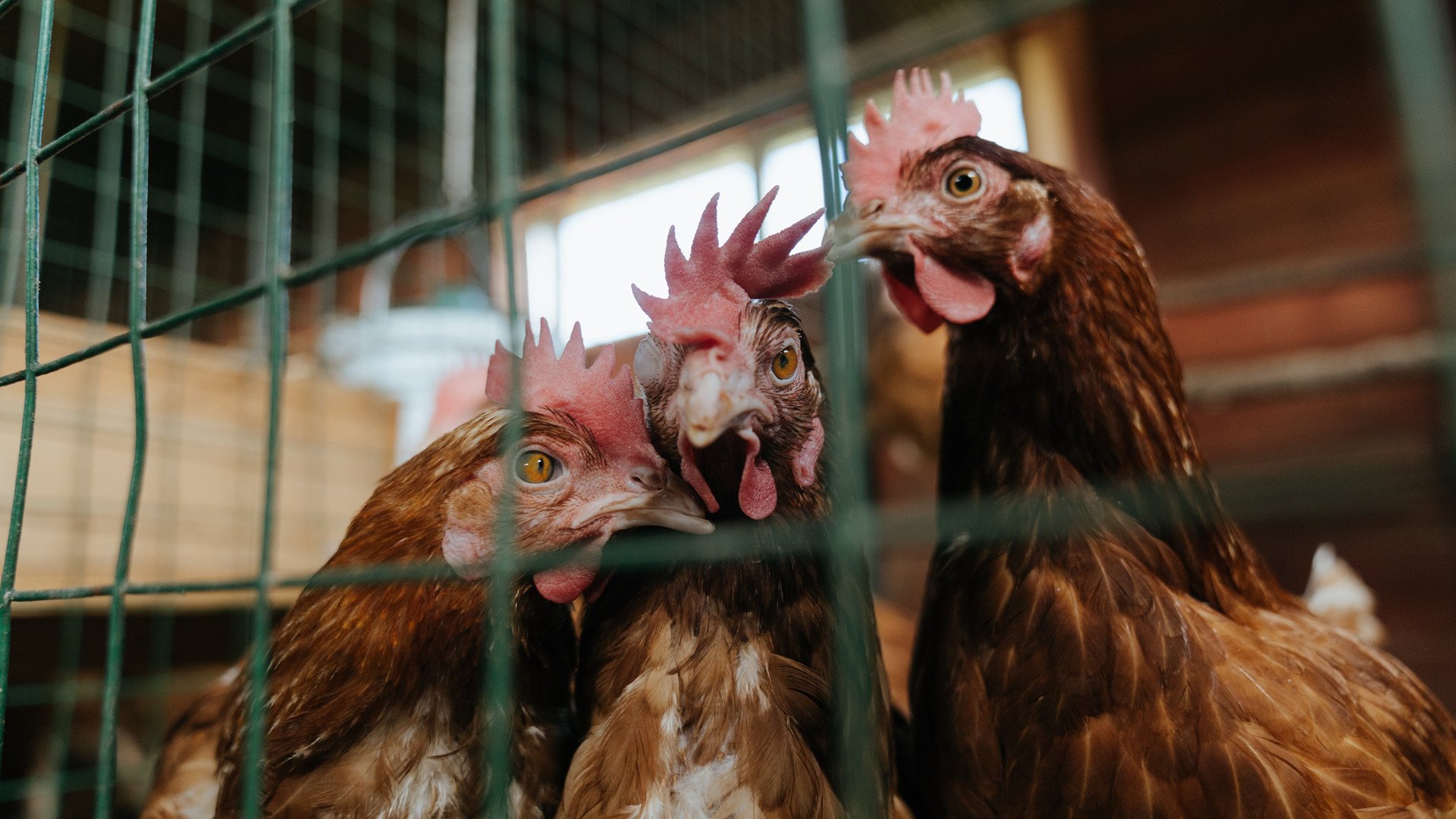 葡萄牙体育年轻球员入选国家队,葡萄牙体育年轻球员入选国家队名单