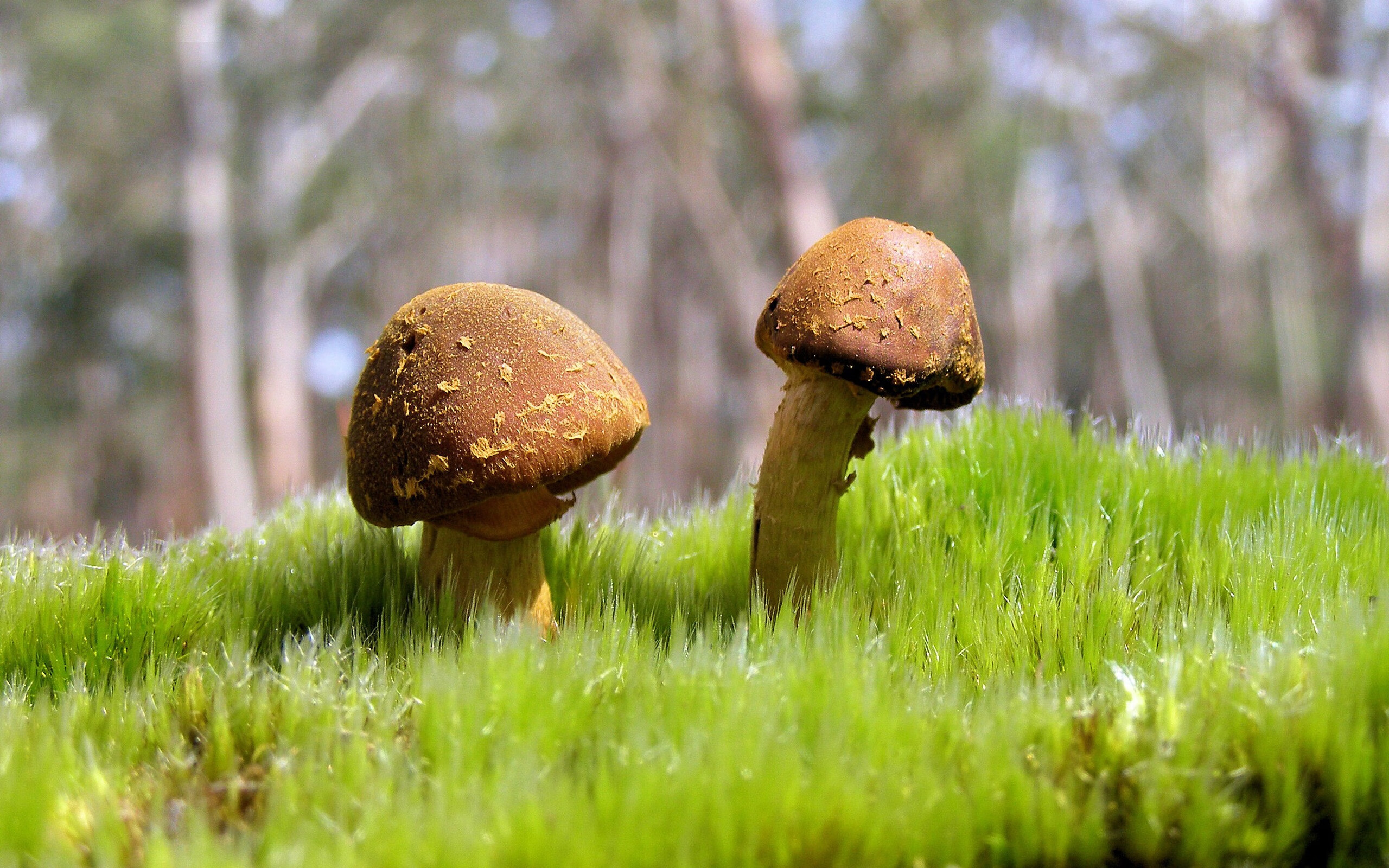 韩选手星际争霸战术大揭秘,韩国星际争霸职业选手排名