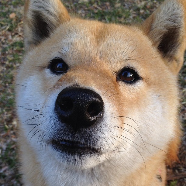 法国马术队在巴黎奥运会上勇夺团体三项赛银牌,展现强大实力。
