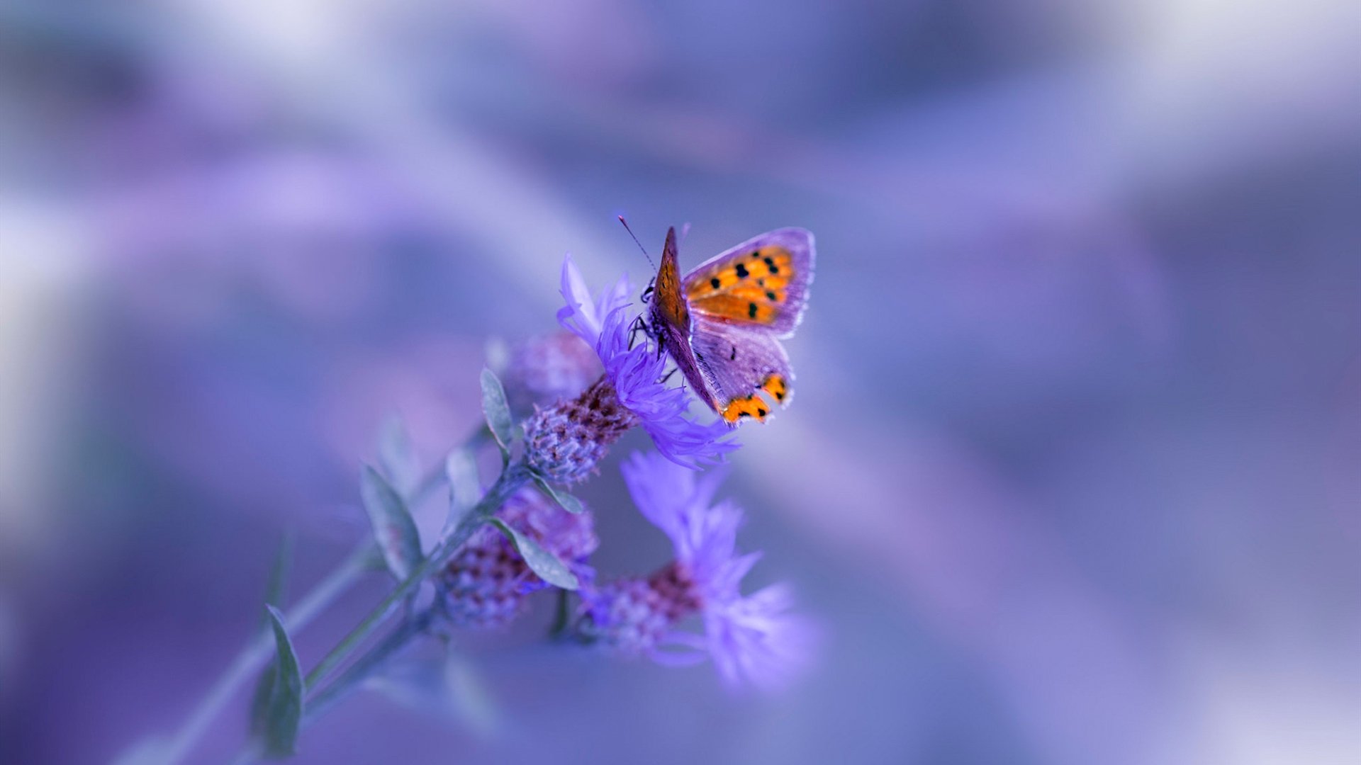 PSG体能调度问题暴露密集赛程弊端,体能状态评分(ps)