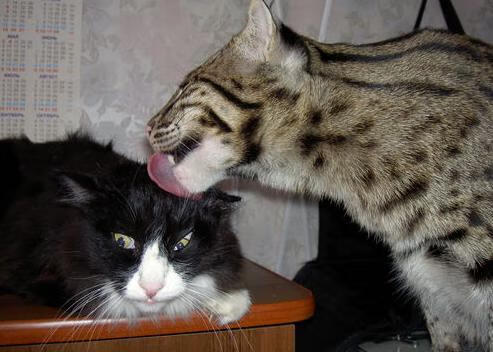 华体会在线下载-主教练在比赛节奏混乱时的临场调整策略，主教练能否上场比赛