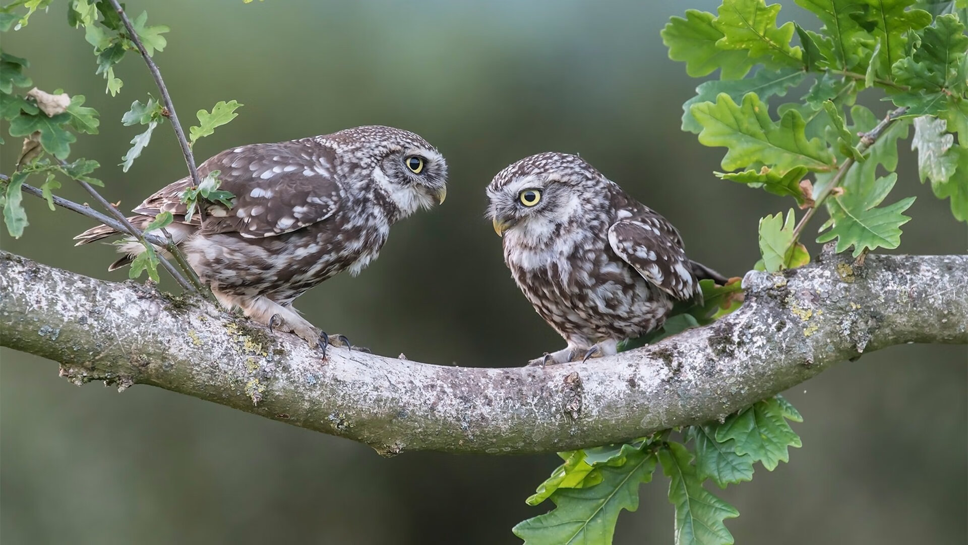 划频划幅数据揭示技术差异,如何定性的画幅频特性曲线