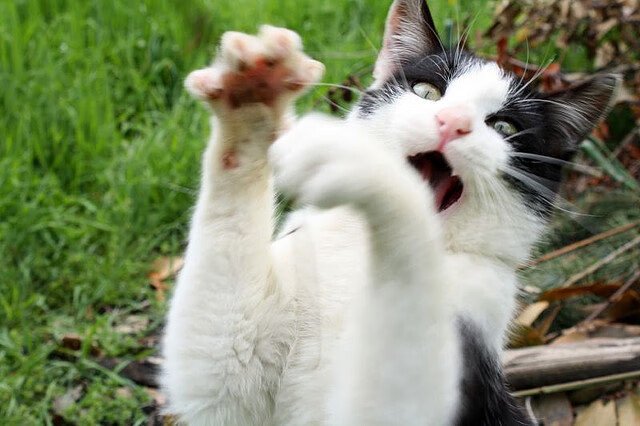 转换进攻中的落位顺序是否影响成功率,转换进攻英文