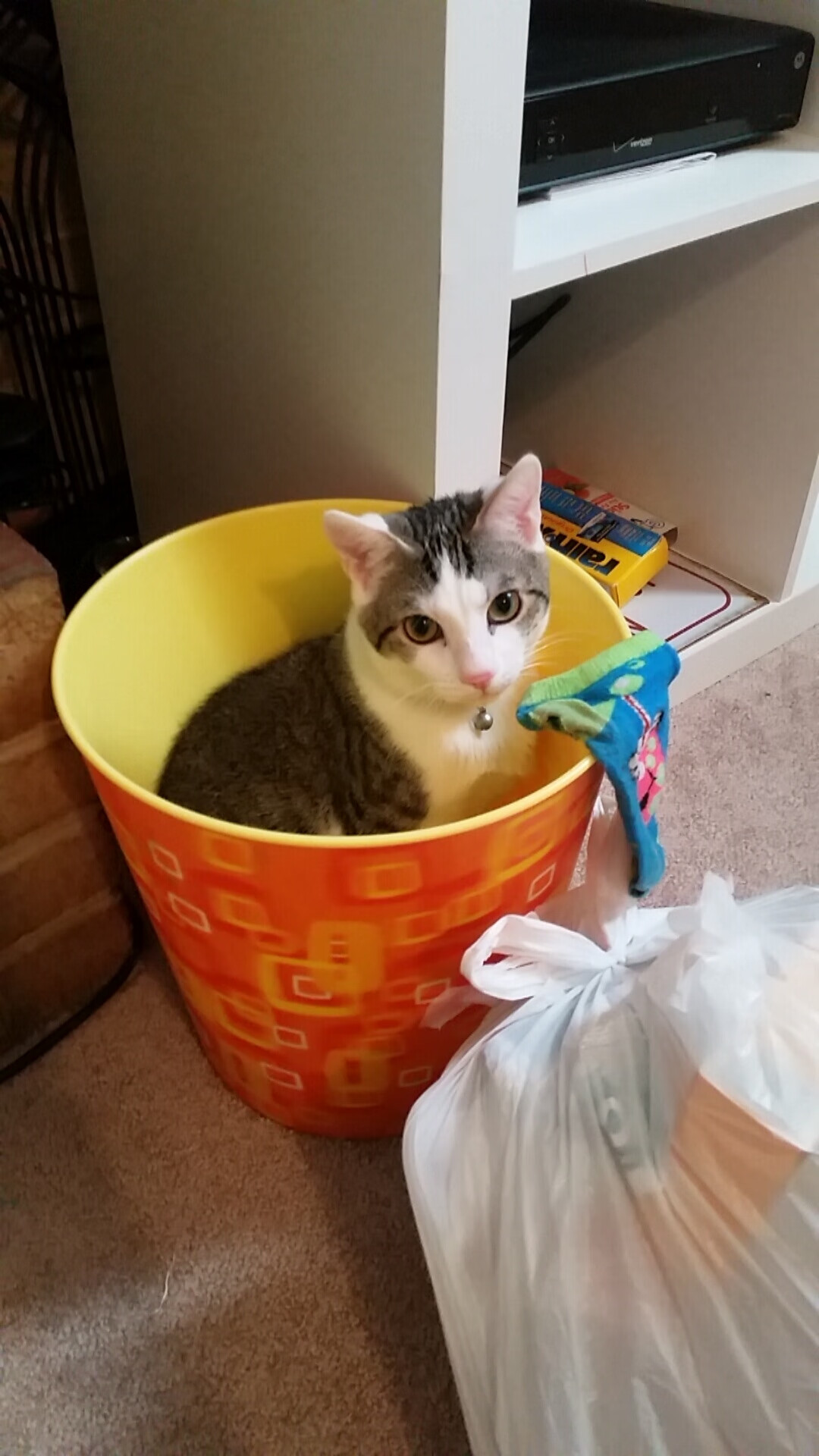 “阿根廷美洲狮队新纪元：马丁·高尔西的崛起标志着新未来”