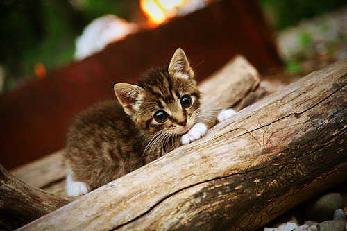 华体会官方网站-梅西带领阿根廷迎战世界杯，状态火热