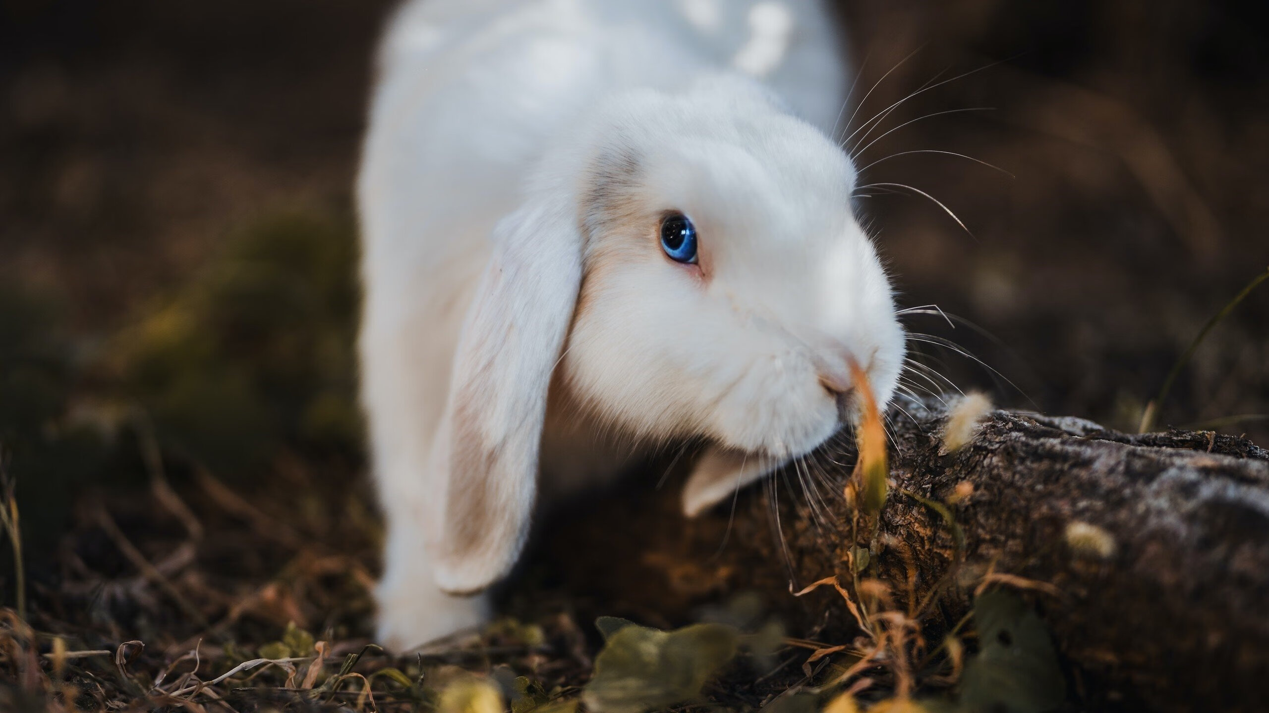 足球产业链延伸推动足球培训器材市场快速发展,足球器材公司